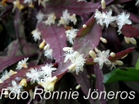 Rhipsalis eliptica